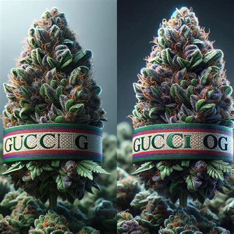 gucci gelato strain